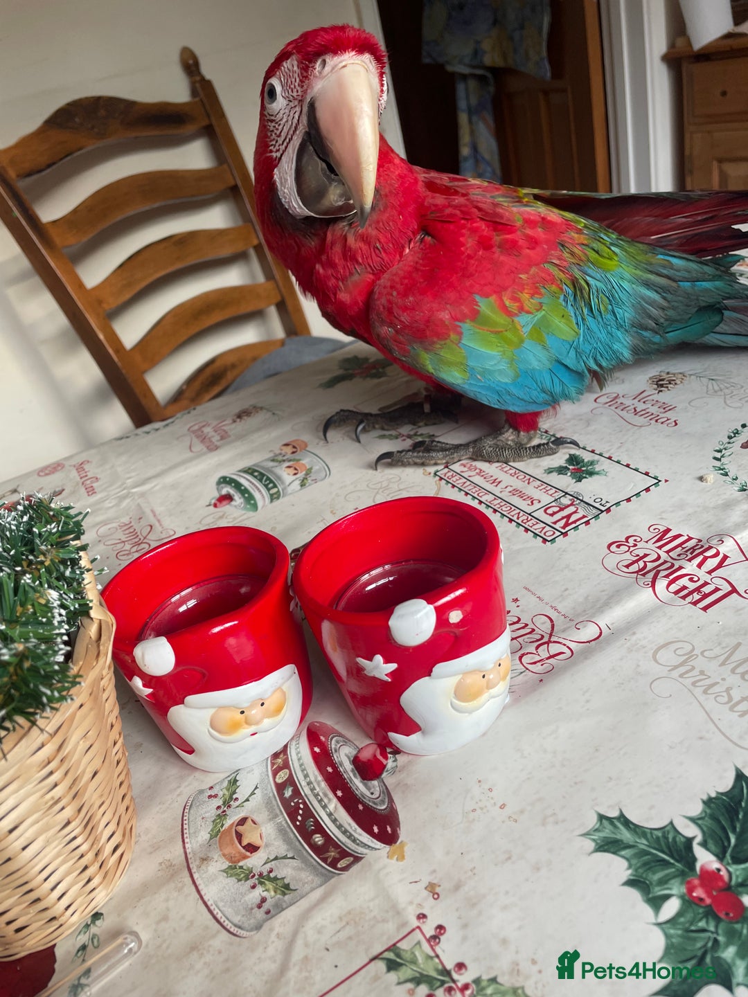 Macaws birds for sale: Baby green winged macaws - Advert 3