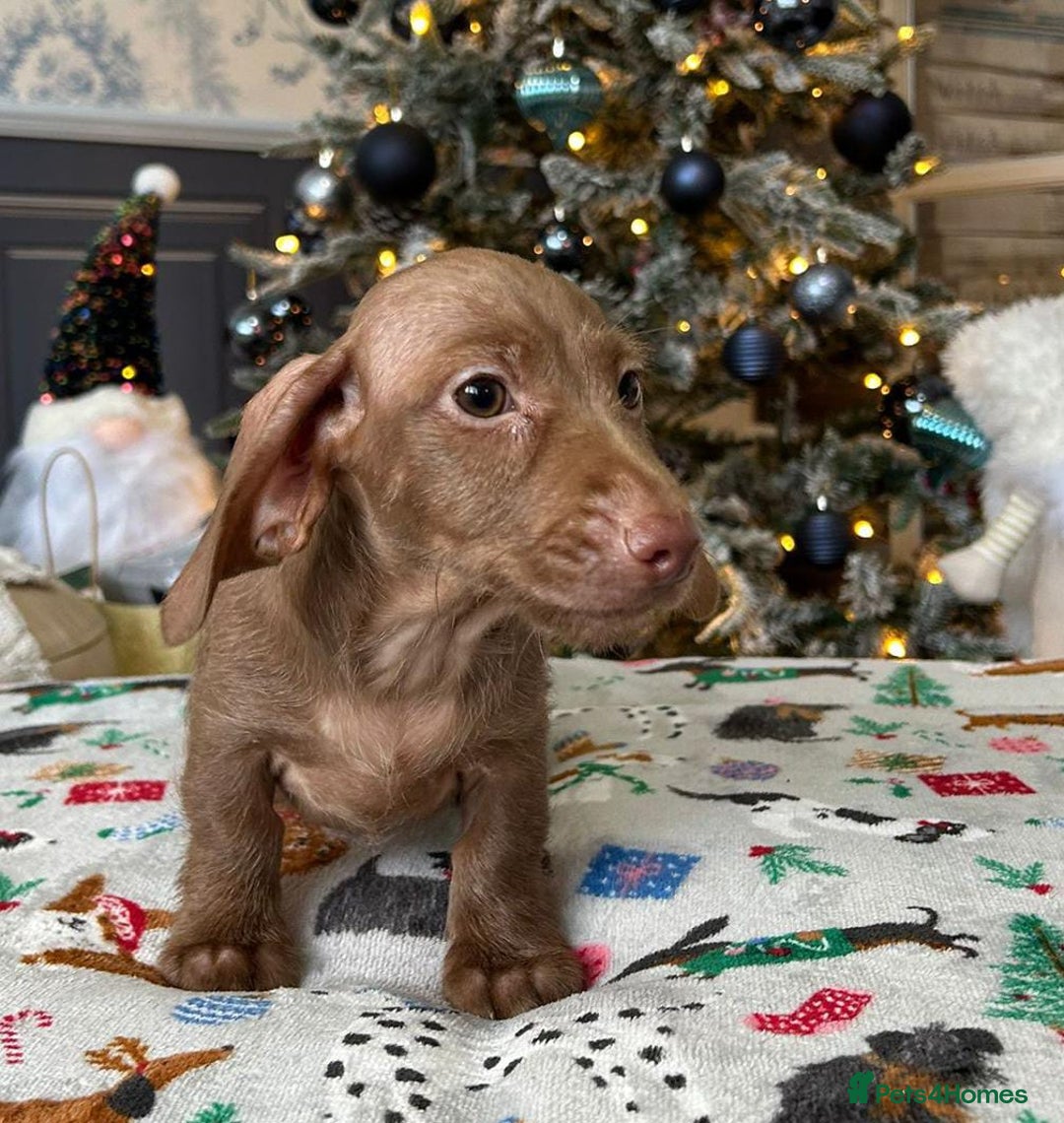 Miniature Dachshund dogs for sale: FULLY VAX LITTER MINIATURE DAXIS PRA CLR KC REG - Advert 15