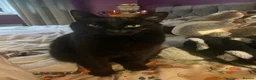 British Shorthair cats for sale: Cat for Rehoming 8 year old male in Totnes - Advert 4