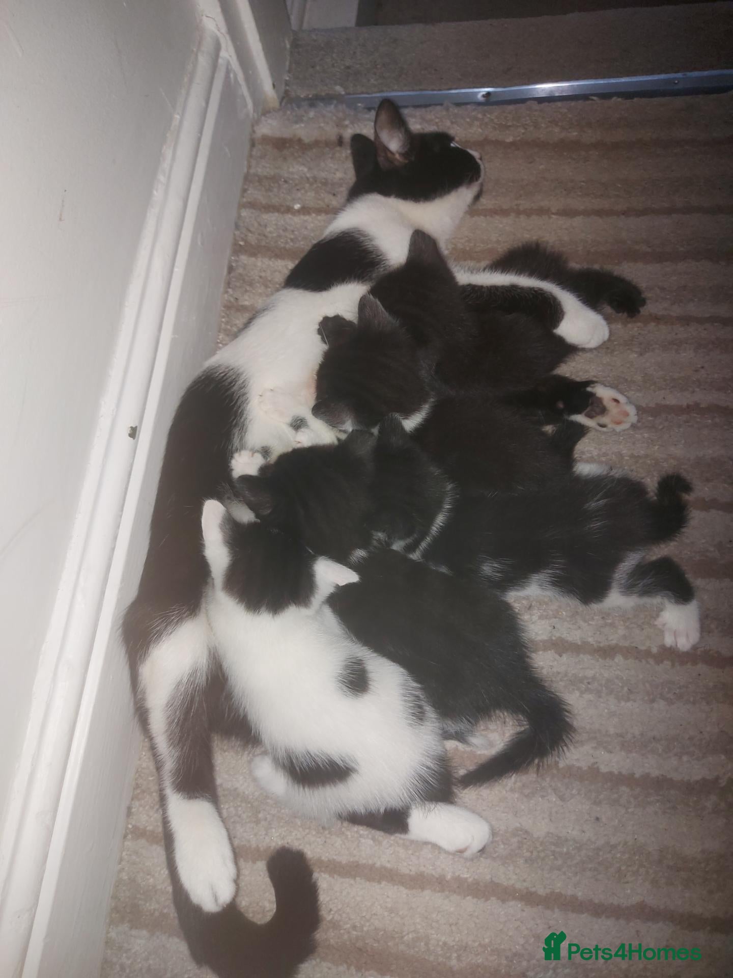 Mixed Breed cats Four Kittens for sale 80£ each - Advert 4