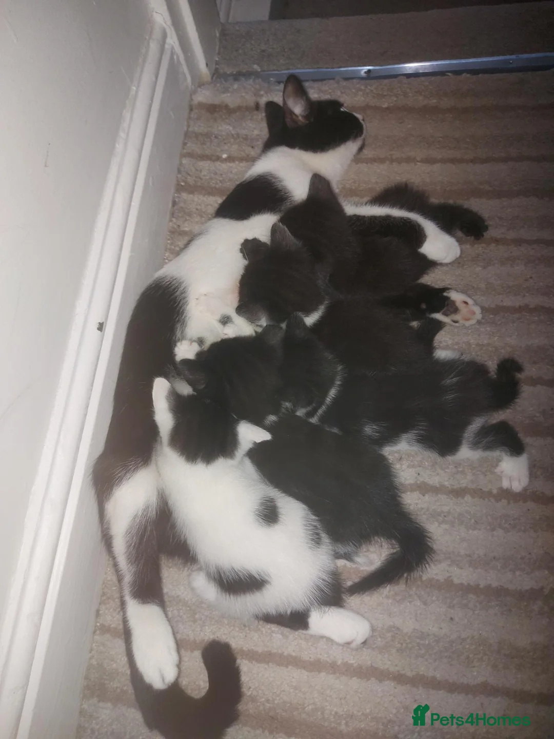 Mixed Breed cats for sale: Four Kittens for sale 80£ each in Nottingham - Advert 1
