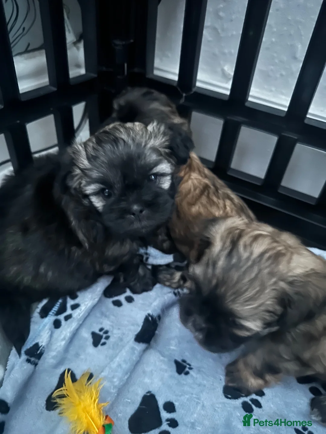 Shihpoo dogs for sale: Shih-poo - Advert 12