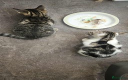 Mixed Breed cats for sale: 2 beautiful Turkish angora x Bengal  - Image 5