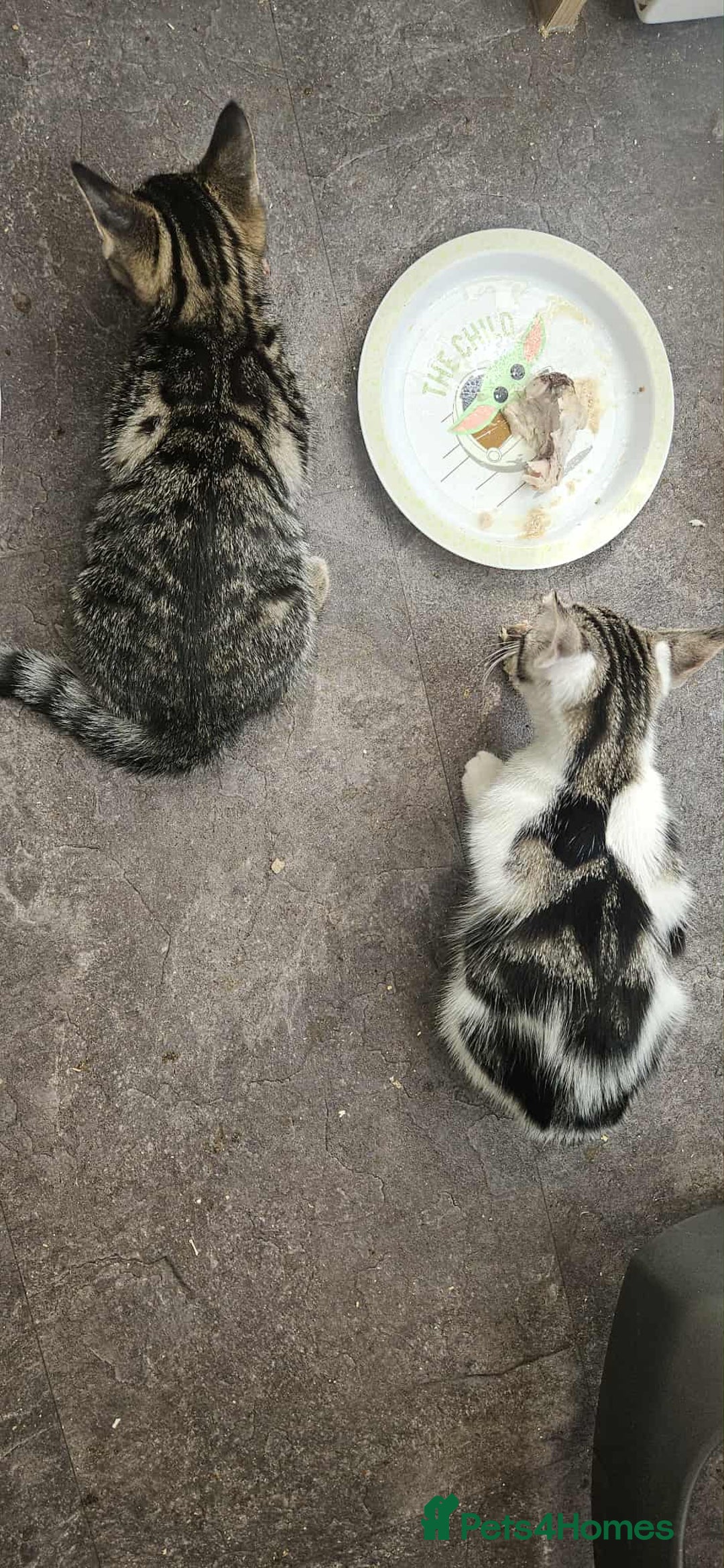Mixed Breed cats for sale: 2 beautiful Turkish angora x Bengal  - Image 5