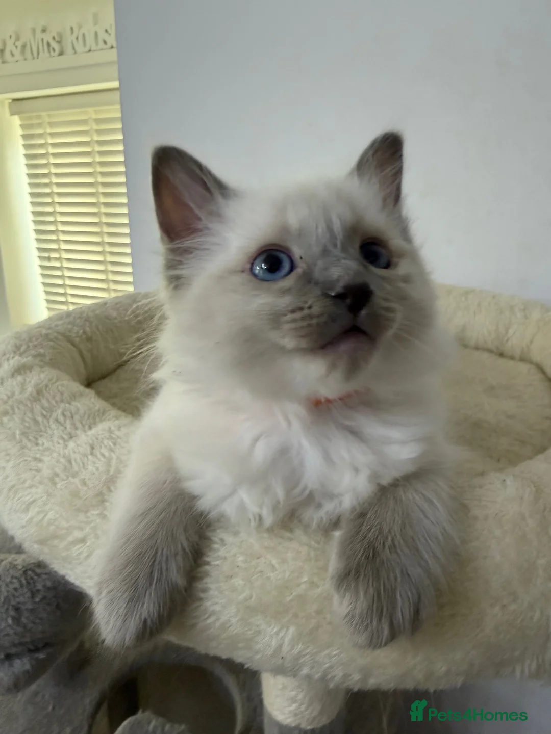 Ragdoll cats for sale: Adorable and friendly Ragdoll Kittens - Advert 28