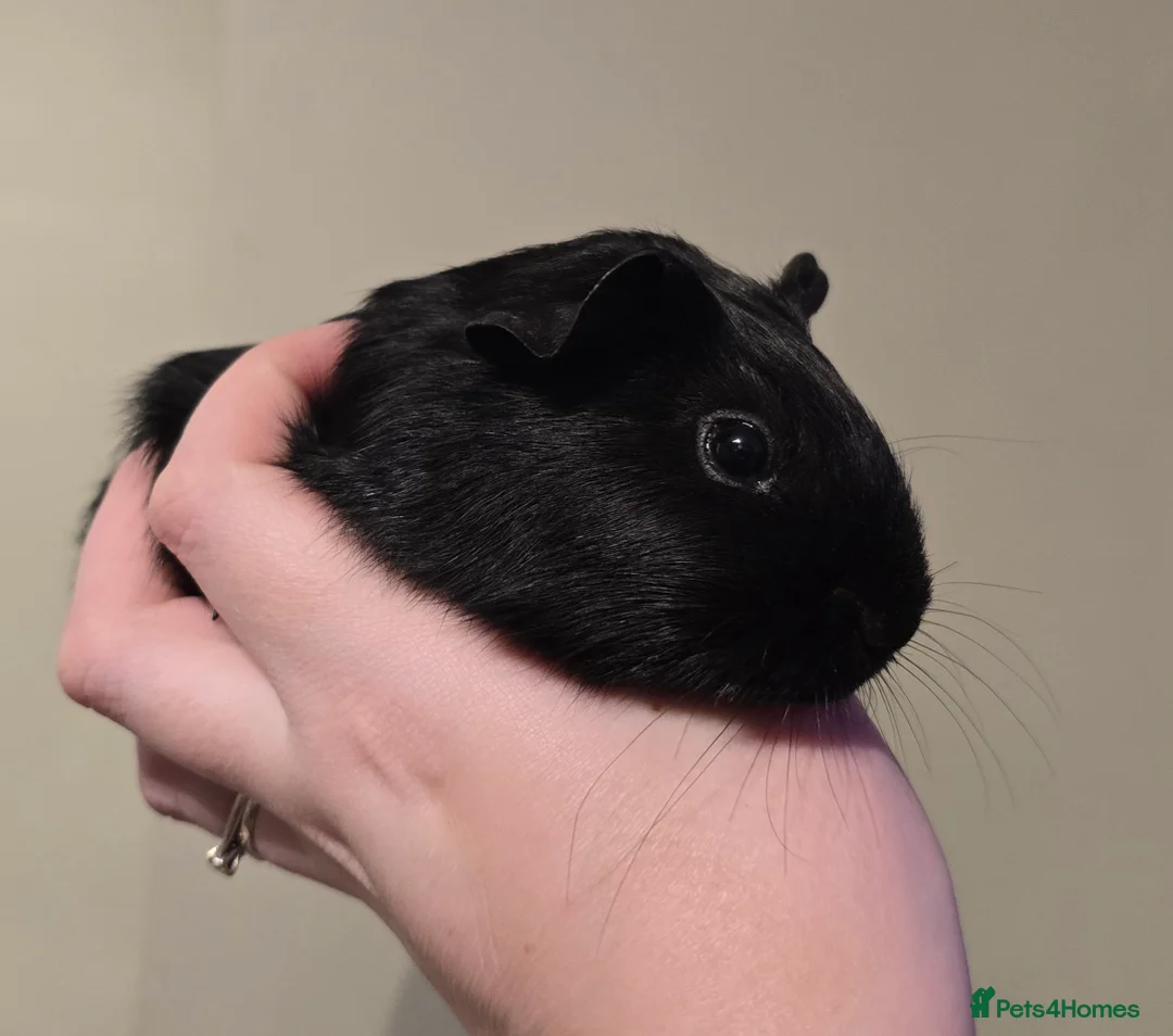 Guinea Pig rodents for sale: Female guineapig sisters ready to go now.   - Advert 1