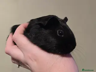 Guinea Pig rodents Female guineapig sisters ready to go now. - Advert 1