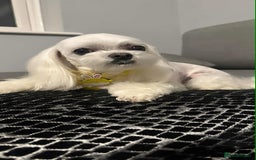Maltipoo dogs for sale: Tiny F1 Asian Maltipoo puppies. Reserve now! - Image 18