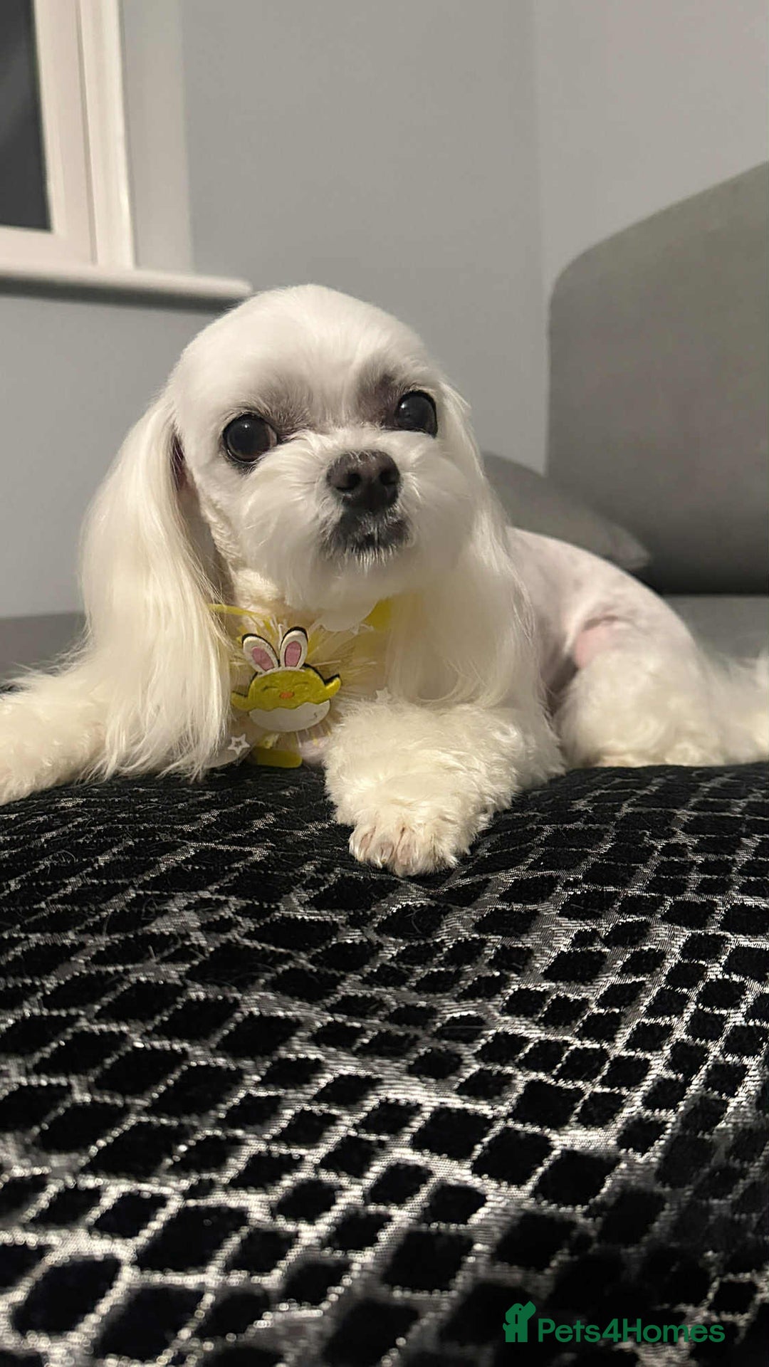 Maltipoo dogs for sale: Tiny F1 Asian Maltipoo puppies. Reserve now! - Image 18