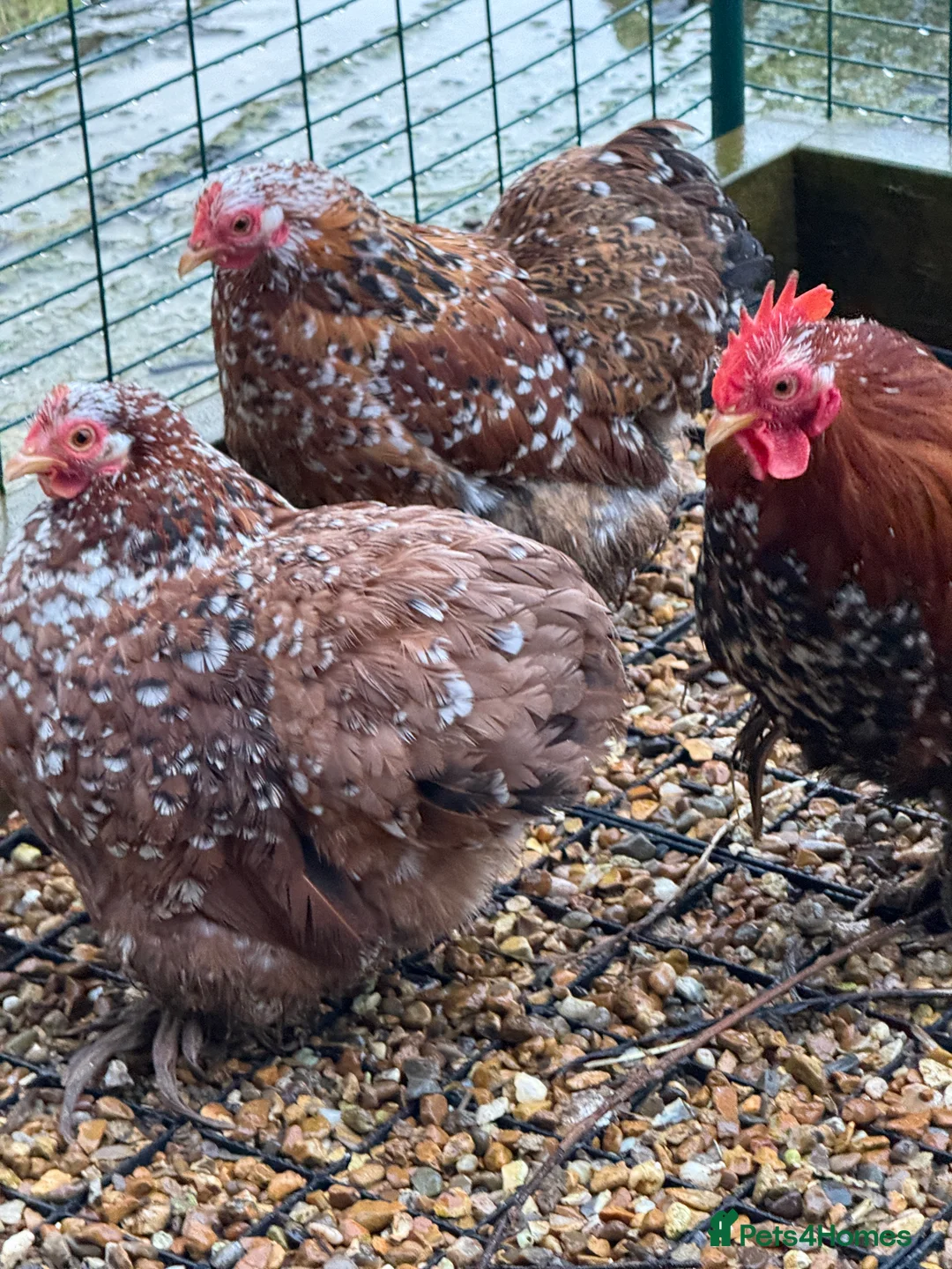 Chickens poultry for sale: Beautiful Trios of Bantams - Advert 13