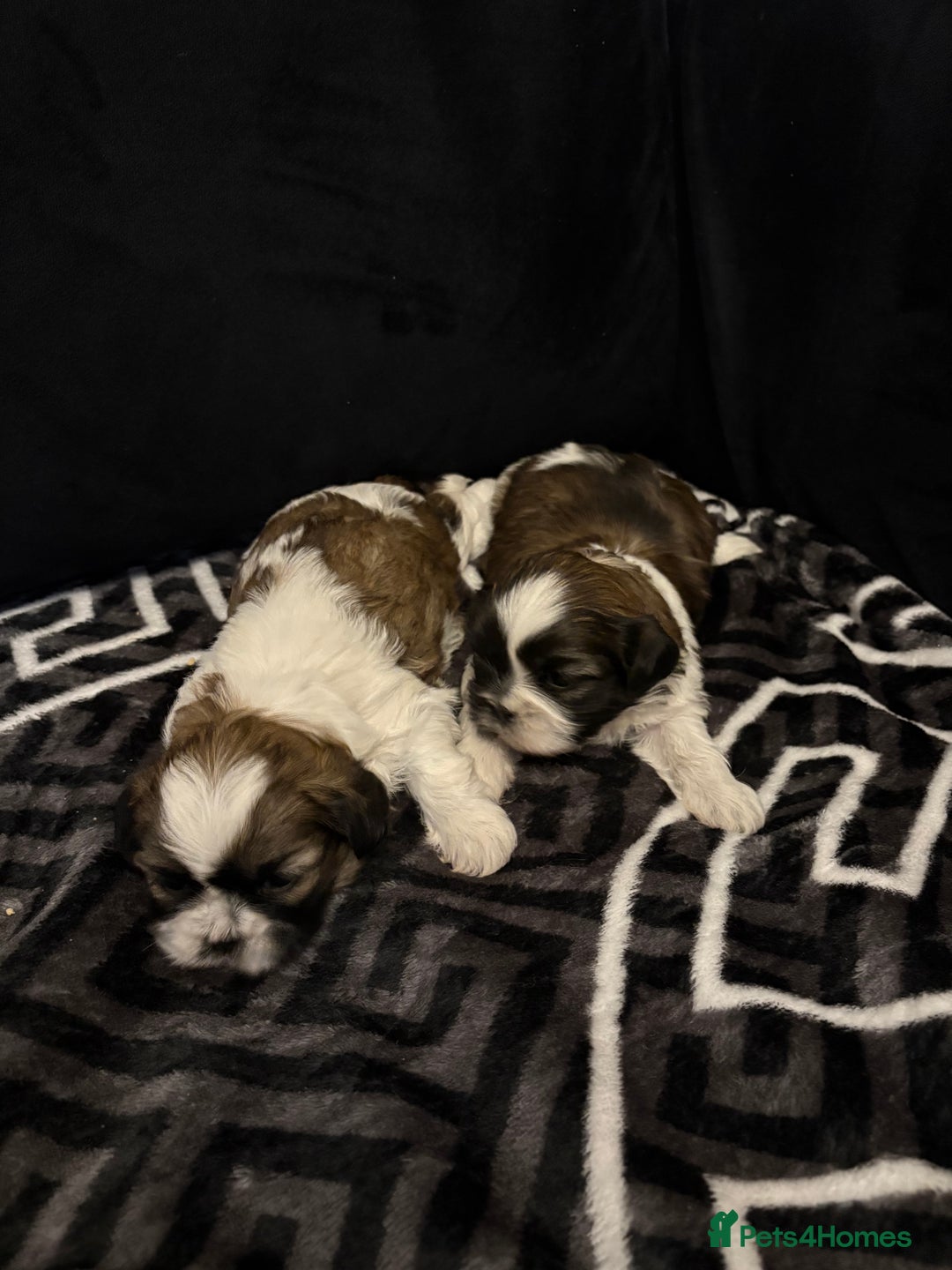 Shih Tzu dogs for sale: 2 female Shih Tzu puppies  - Advert 13
