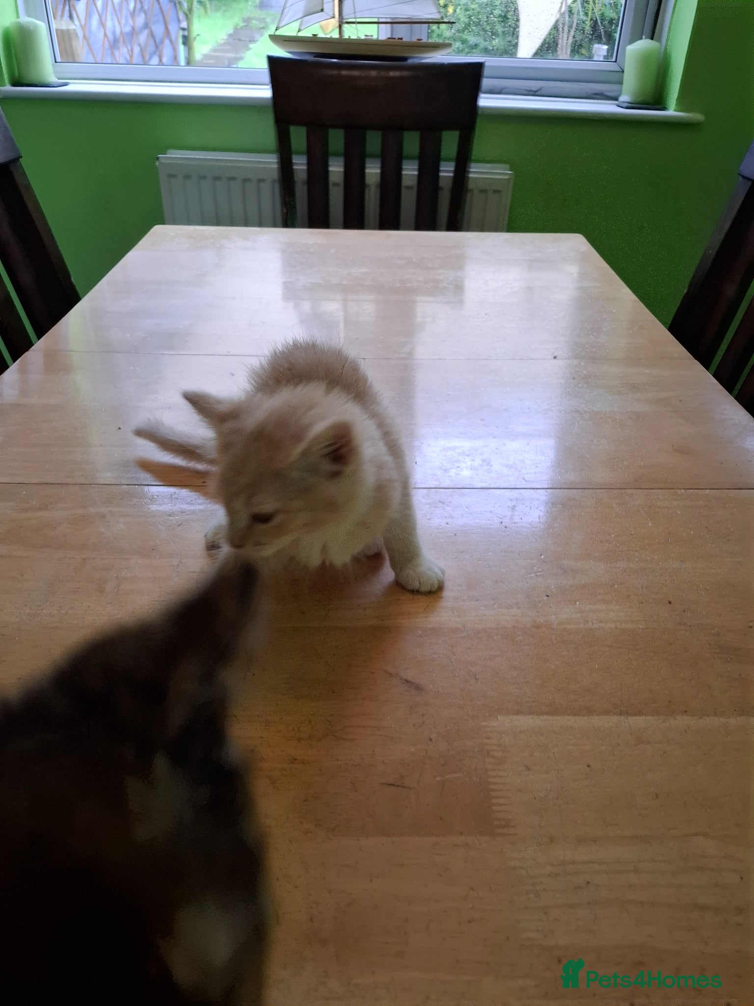 Mixed Breed cats for sale: Six 9 week old Kittens   - Advert 8