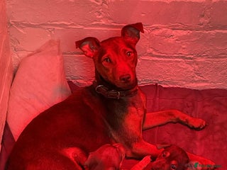 Jack Russell dogs Russell Pinscher - Advert 2