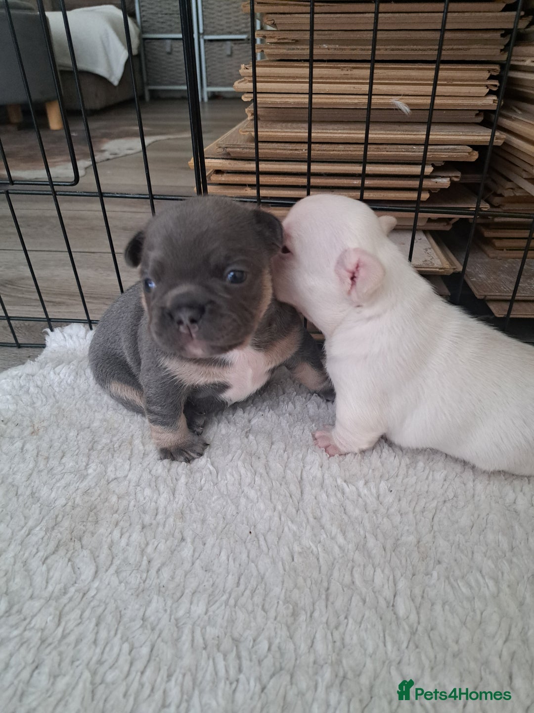French Bulldog dogs for sale: French fancies puppies  - Image 10
