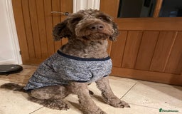Goldendoodle dogs for stud: Our gorgeous boy Benji  in Northwich - Image 11