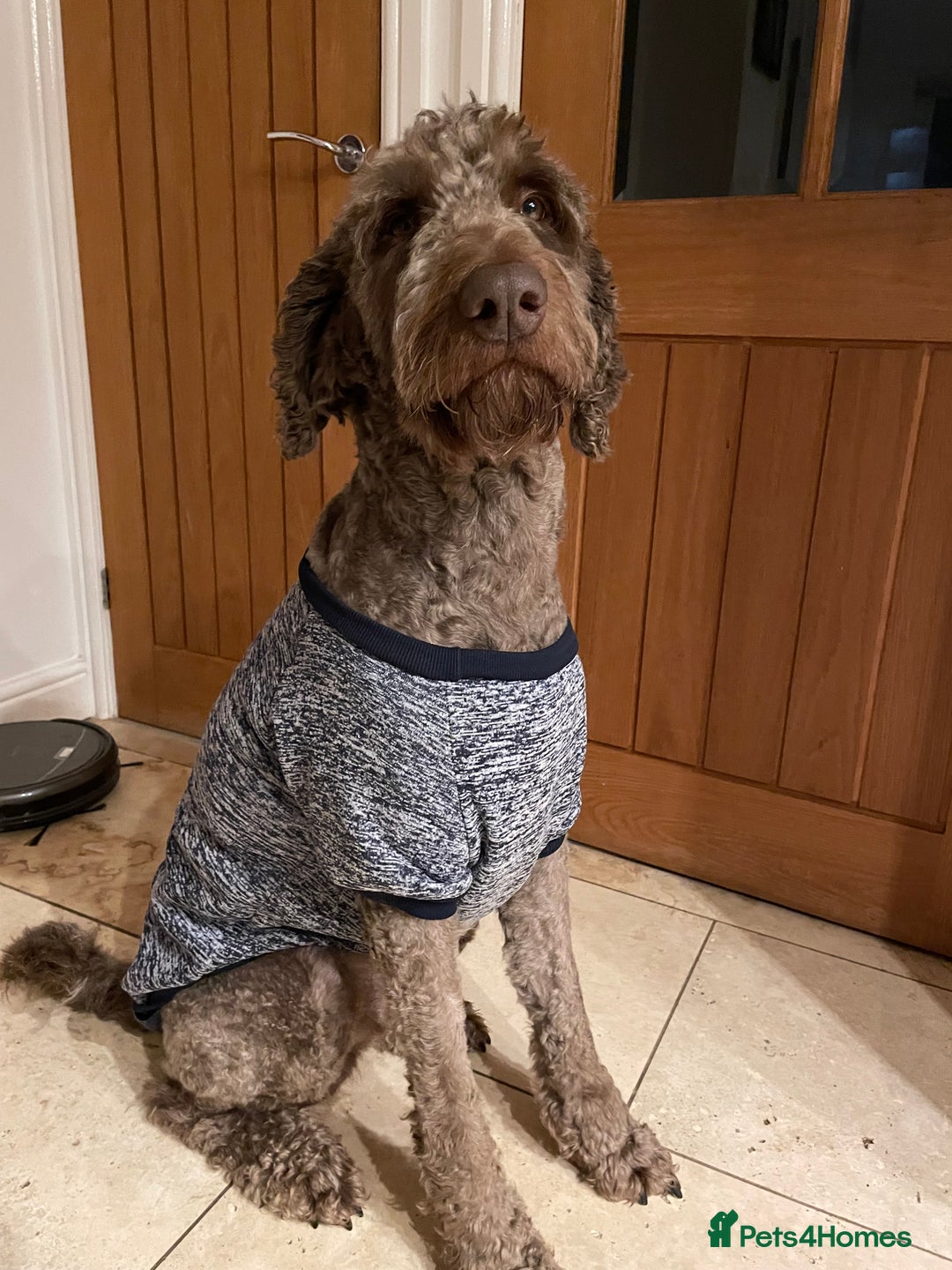 Goldendoodle dogs for stud: Our gorgeous boy Benji  in Northwich - Image 11