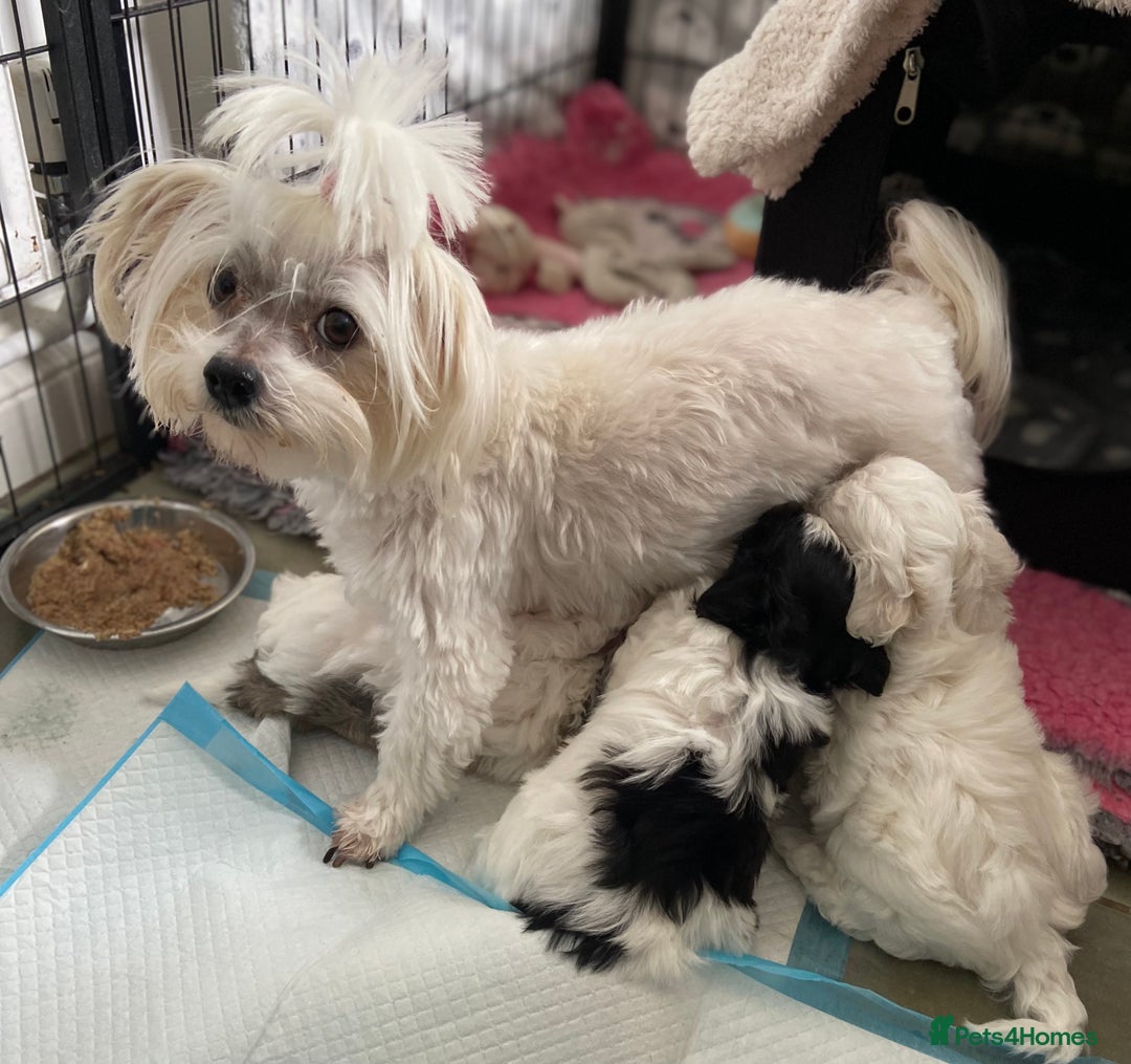 Maltipoo dogs for sale: Beautiful F1 Maltipoos - Image 3
