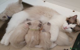 Ragdoll cats for sale: PEDIGREE RAGDOLL KITTENS FROM GCCF REGISTERED - Image 13