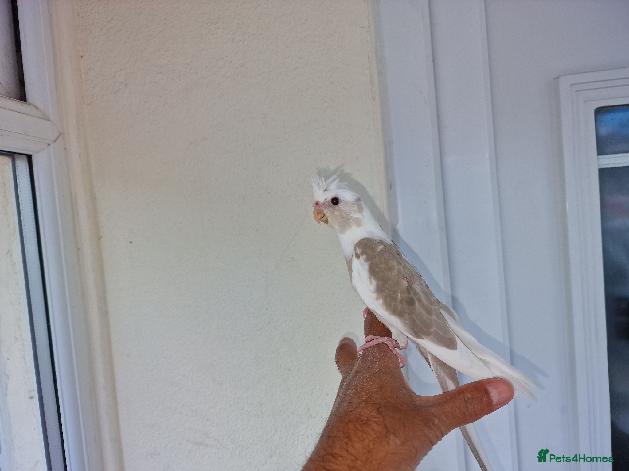 Cockatiels birds Super silly hand tamed baby budgies  - Advert 17