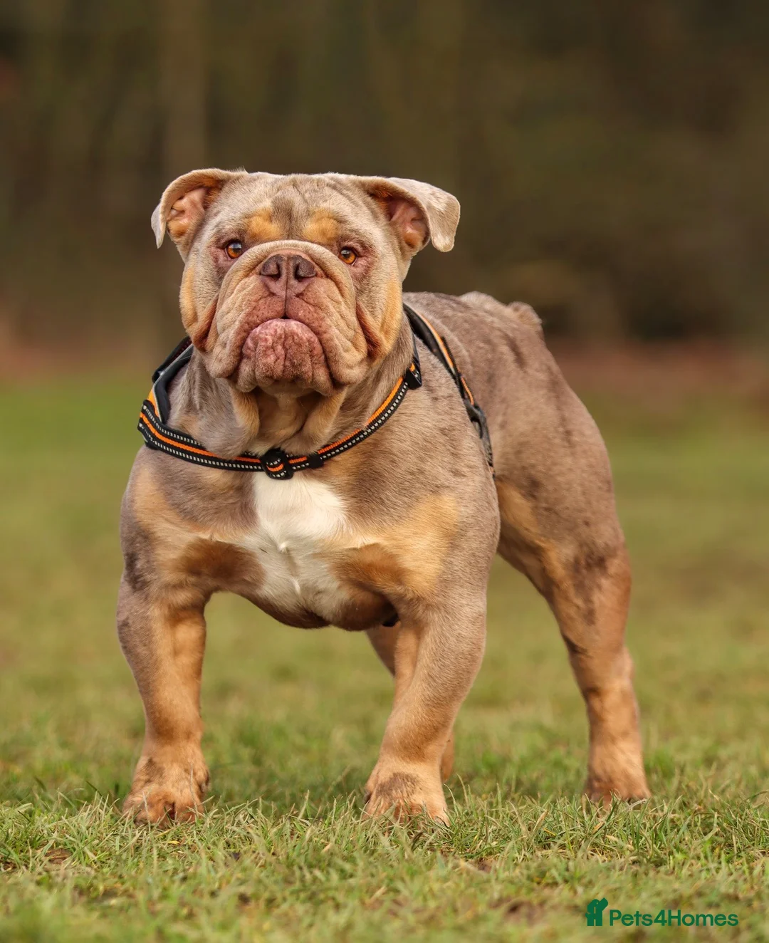 English Bulldog dogs for stud: Lilac tri Merle fluffy L1 carrier - Advert 1