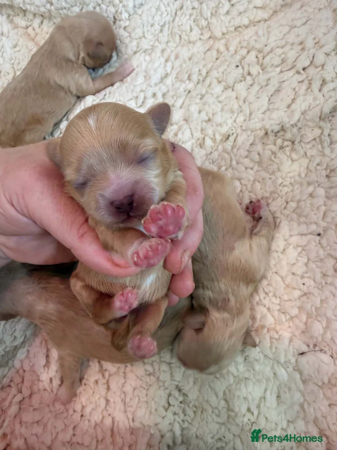 Maltipoo dogs for sale: Absolutely stunning f1 Maltipoo babies.  - Advert 19
