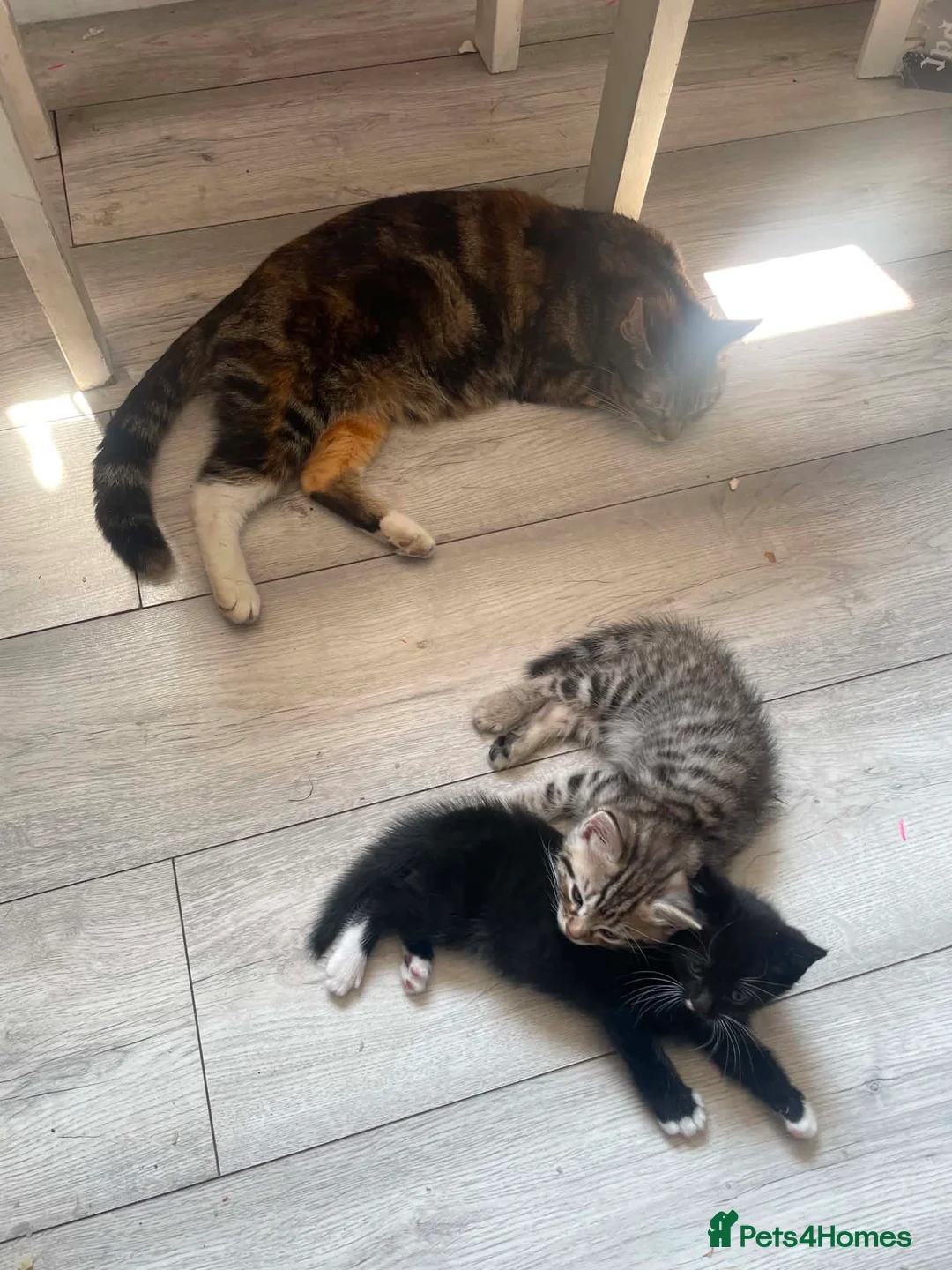 Mixed Breed cats for sale: 2 stunning kittens left - Advert 2