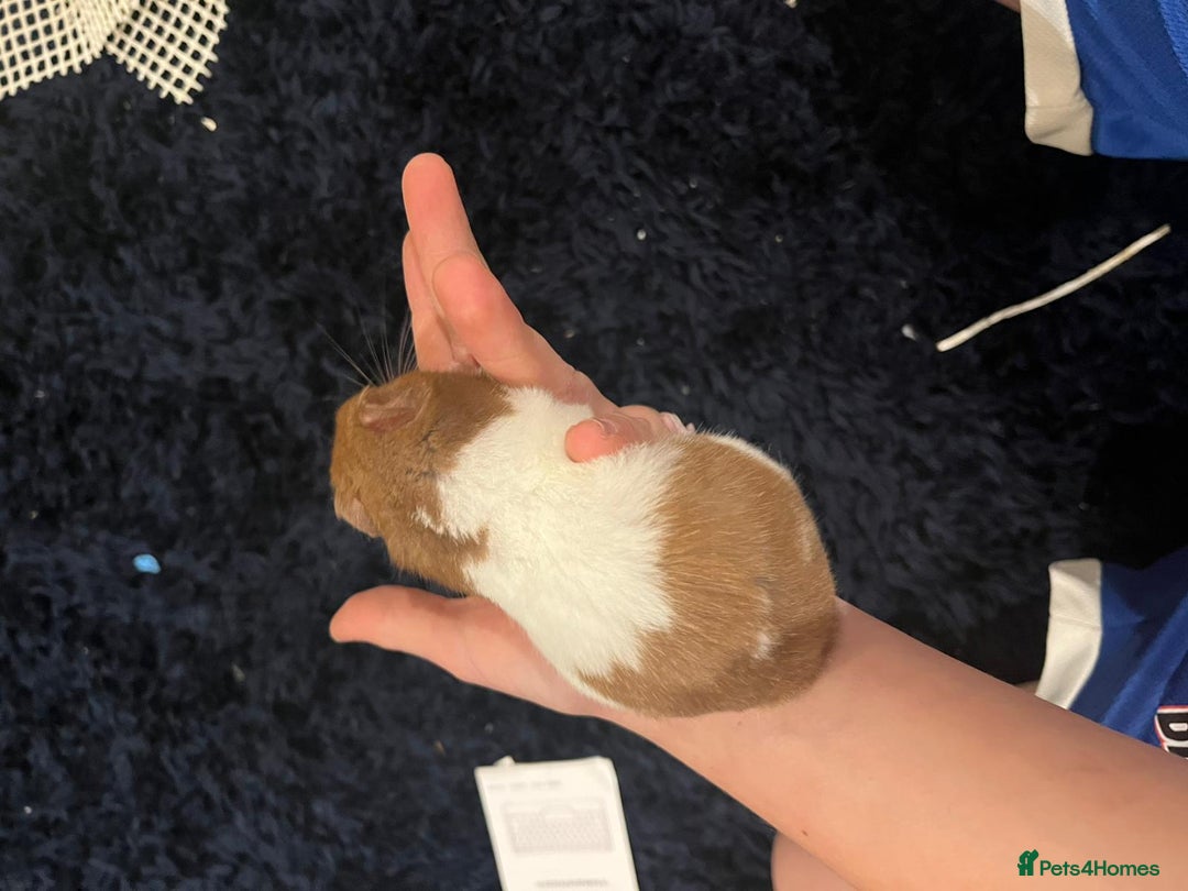 Hamster rodents for sale: Hamster and cage - Image 4