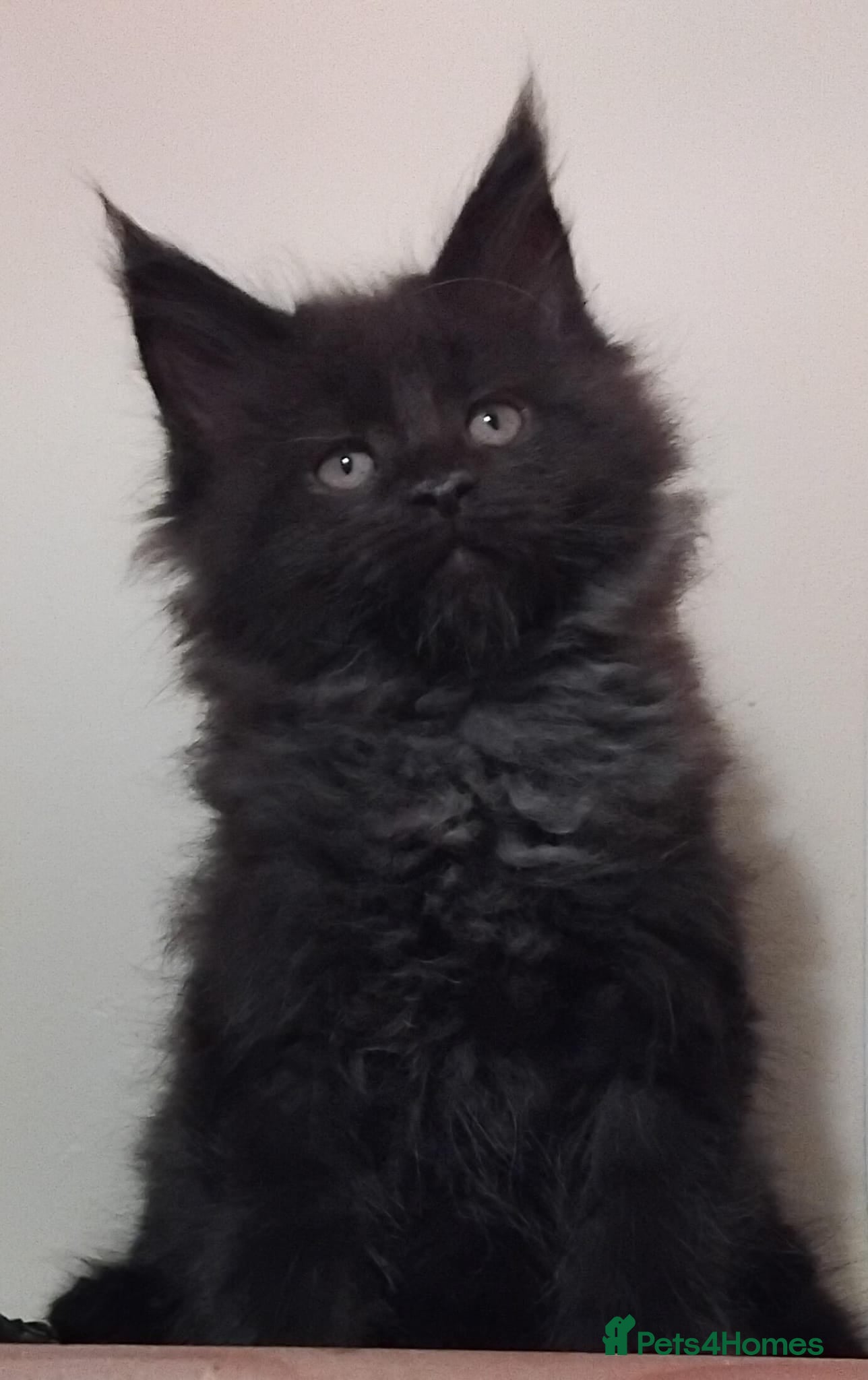 Maine Coon cats Maine Coons Kittens For Sale  - Advert 17