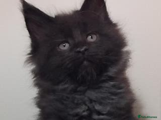 Maine Coon cats Maine Coons Kittens For Sale - Advert 17