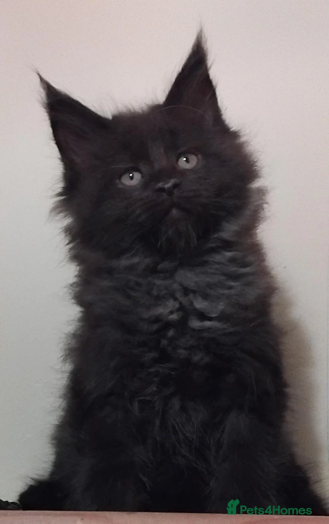 Maine Coon cats for sale: Maine Coons Kittens For Sale  - Advert 1