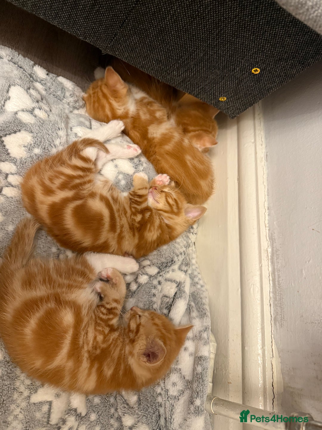 Domestic Shorthair cats for sale: Orage Kittens - Advert 3