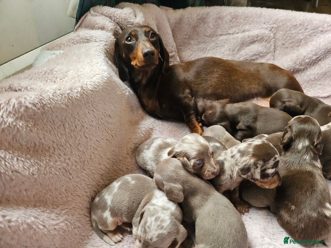 Miniature Dachshund dogs for sale: KC REGISTERED miniature DACHSHUND!!  - Image 2