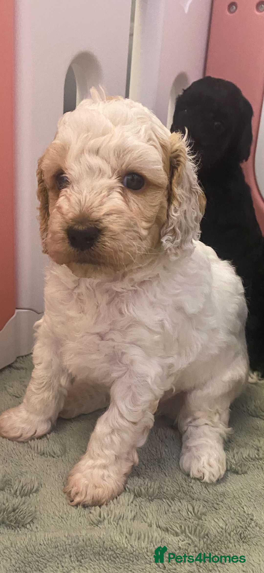 Cockapoo dogs for sale: Beautiful F2 Cockapoo Puppies  - Advert 2