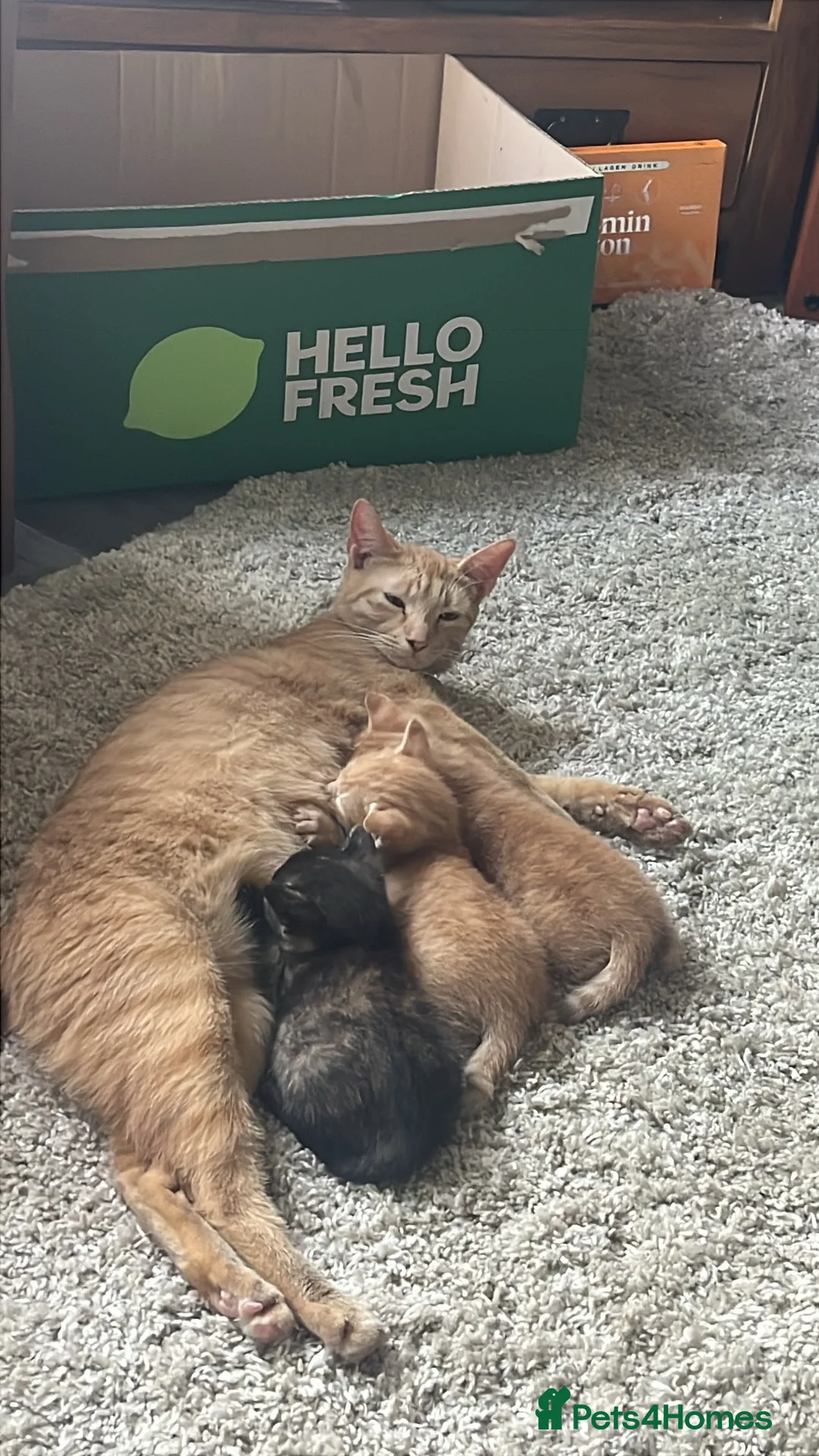 Mixed Breed cats for sale: Last little lady of litter left - Advert 1
