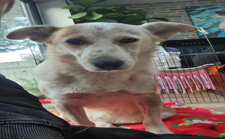 Mixed Breed dogs - Advert 14