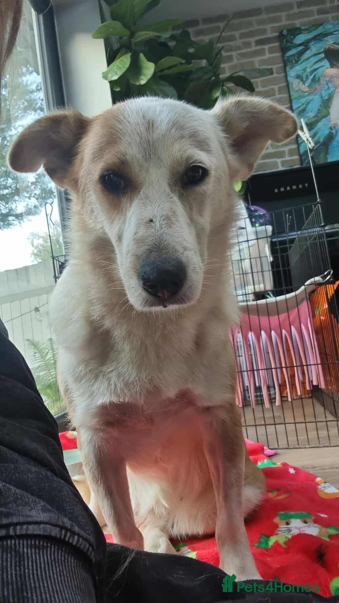Mixed Breed dogs for adoption: Lynda for adoption - Image 1
