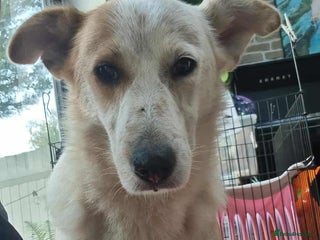 Mixed Breed dogs - Advert 36