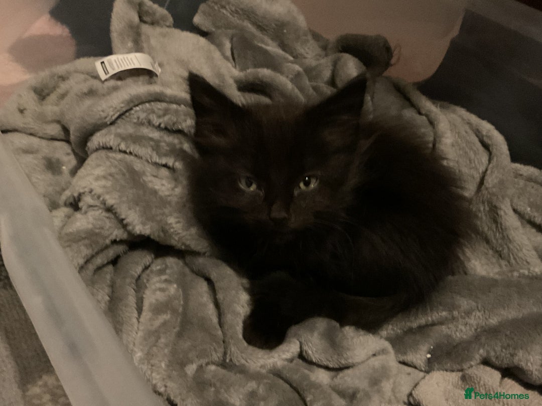 Mixed Breed cats for sale: Kittens for sale ready to go now   - Advert 17