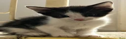 Domestic Shorthair cats for sale: Kittens for sale!  - Advert 2