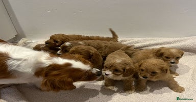 Cavapoo dogs CAVAPOO PUPPIES  - Advert 16