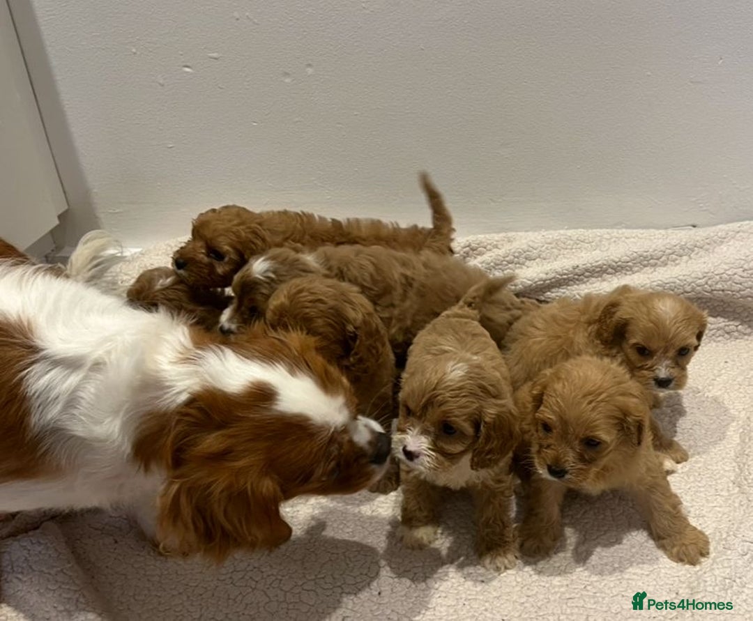 Cavapoo dogs for sale: CAVAPOO PUPPIES  - Advert 2