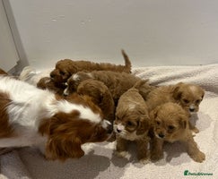 Cavapoo dogs CAVAPOO PUPPIES - Advert 2