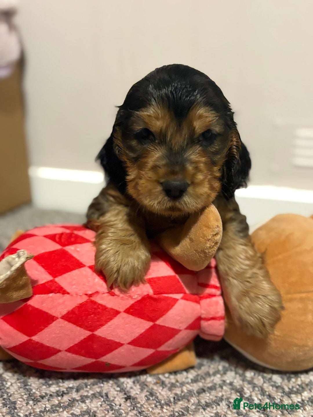 Cocker Spaniel dogs for sale: Adorable Sable Cocker Spaniel Puppies  - Image 6