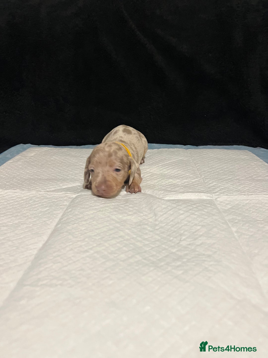 Dachshund dogs for sale:    🌈 Stunning Dachshund puppies 🌈  - Image 12