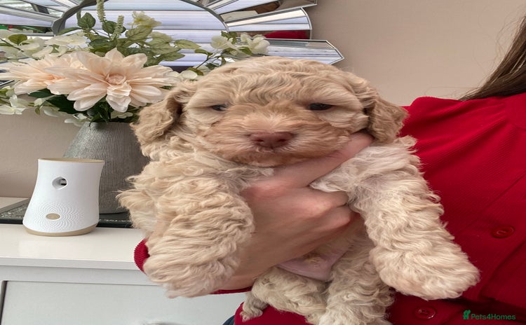 Poochon dogs F2 poochon  - Advert 9