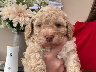 Poochon dogs F2 poochon - Advert 12