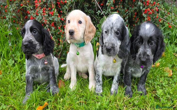 Cocker Spaniel dogs - Advert 7