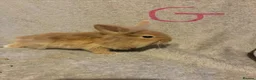 Lionhead rabbits for sale: Pure Lionhead Bunnies  - Advert 2