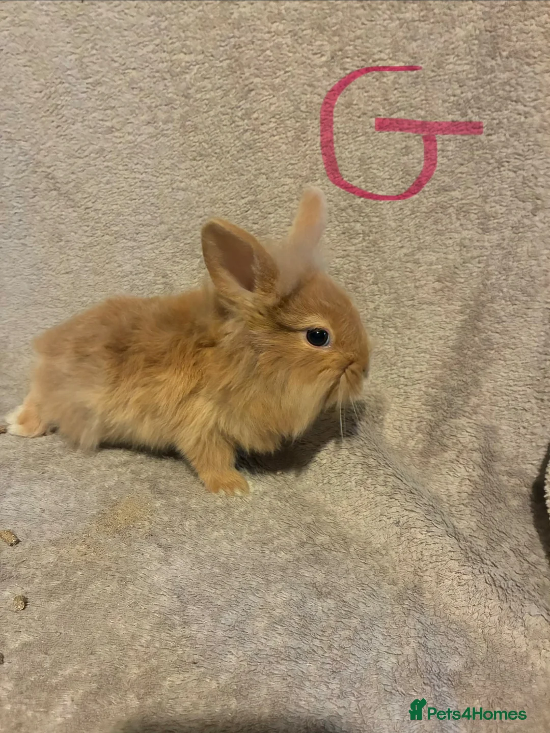 Lionhead rabbits for sale: Pure Lionhead Bunnies  - Advert 2