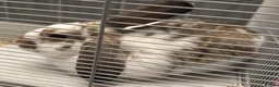 Mixed Breed rabbits for sale: Rabbit free in Sheffield - Advert 1